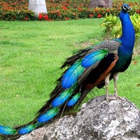 Beautiful Peacock