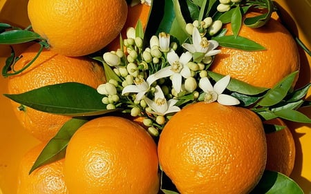 Oranges - nature, hot, scene, oranges