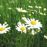 spring-flowers