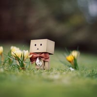 Danbo,My champion