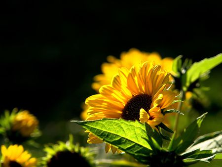 beautiful flower - sunflower, nature, beautiful, flower, petals