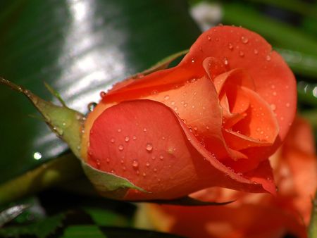 beautiful  flower - rose, flower, red, beautiful