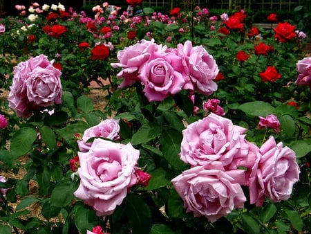 beautiful flowers - flowers, petals, mauve, beautiful