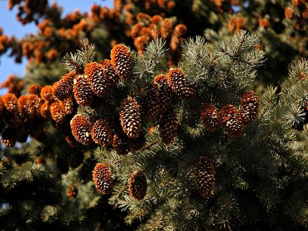 nature tree - cone, nature, green, tree