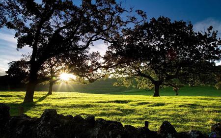 unreal sunset - trees, sunset, sun, unreal