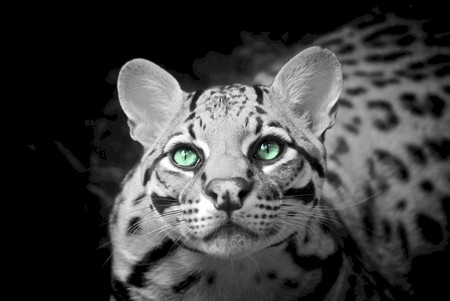 Black and white - white, green eyes, cats, wild, eyes, black, big cat