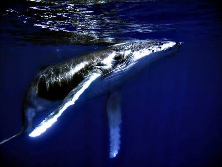 HUMPBACK WHALE - fins, blue, graceful, sea, huge