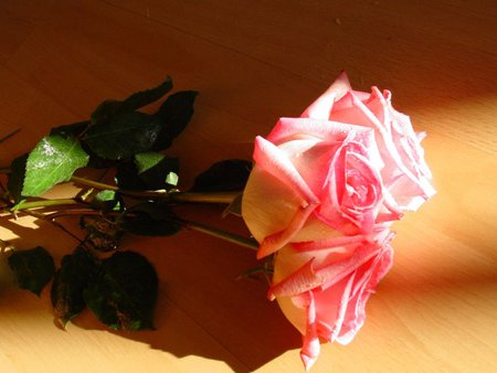 A simple pink rose - leaves, rose, pink, light