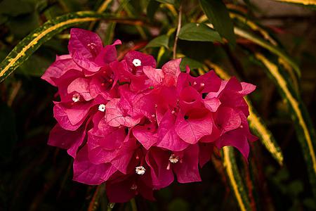 Flower - flower, nature