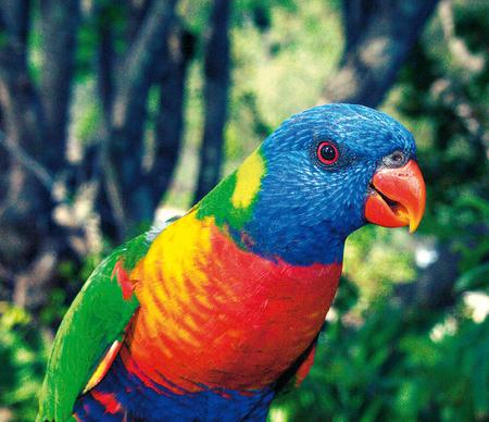 Lorikeet - animal, lorikeet, trees, bird