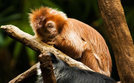 Sleeping Monkey - monkey, animal, limb, sleeping