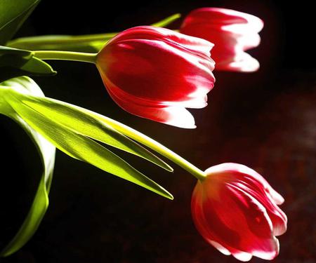 Tulips - flowers, nature, tulips