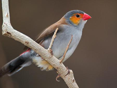 Finch - animal, bird, tree, branch, finch