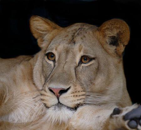 Lioness - animal, lioness, cat