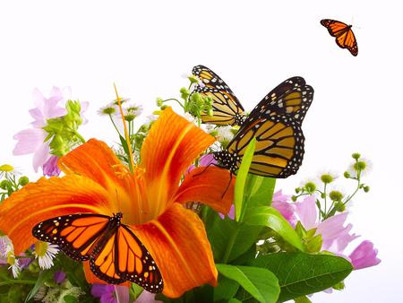 Butterflies - flowers, butterflies, abstract