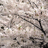 blossoms of heaven