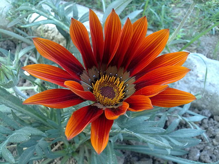 Spring Is Here... - nature, orange, colorful, spring, flower