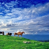 Wild Horses