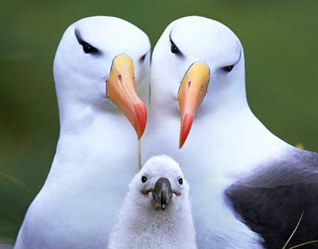 Family Picture - coo, family, birds, picture