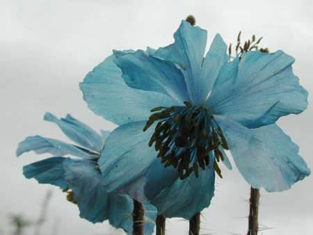 Mountain flower - flower, mountain, blue