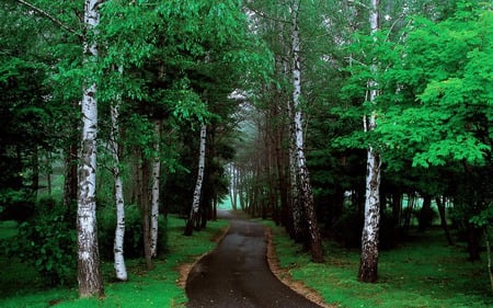 Forest - nature, trees, forests, green, road