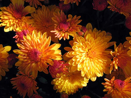 Beautiful Mums - yellow, beautiful, flowers, black, mums