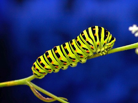 Yellow Caterpillar - picture, caterpillar, beautiful