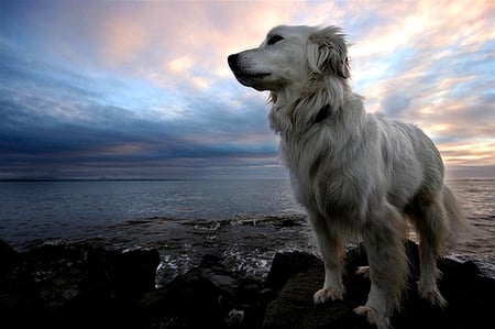 SUNSET AND THE BEAUTY - viewing, beautiful dog, fresh air, sunset, dog, ocean, cook