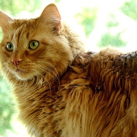 PRETTY CAT