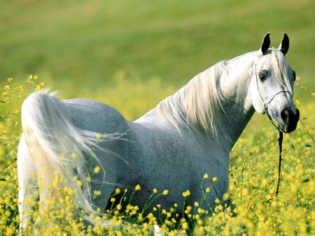 Among the fields of gold - yellow, field, flowers, arabian, stallion