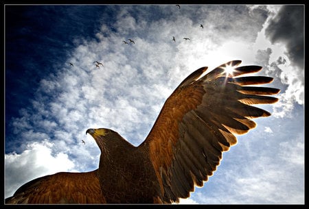 Eagle - clouds, bird, birds, animal, winds, wild, sky