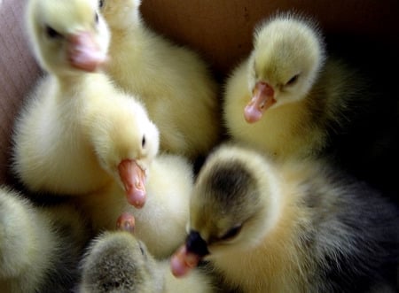 Little Fuzzies - easter, fuzzy, babies, ducks, ducklings