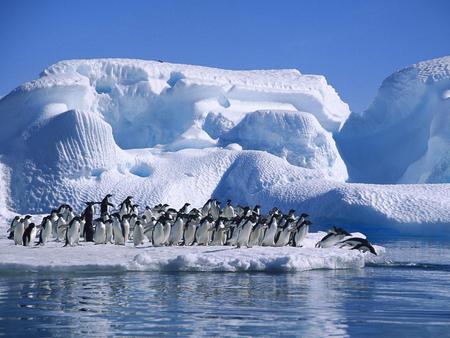 Antarctic swim - ice, antarctic, penguins, dive