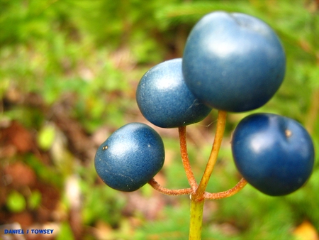 berries - berries, daniel j towsey, danieltowsey