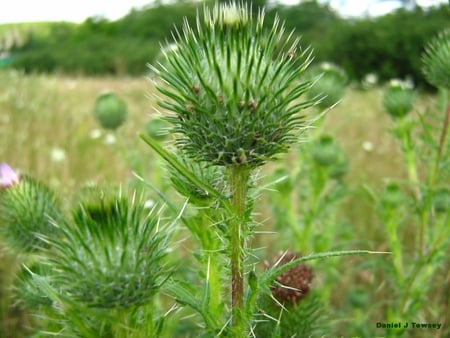 plant - plant, daniel j towsey, danieltowsey