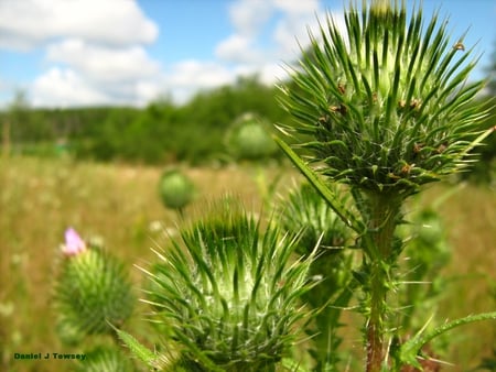 plant - danieltowsey, plant, daniel j towsey