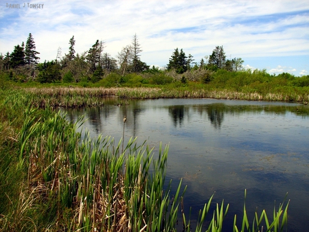 Cowbay Marsh - cowbay marsh, daniel j towsey, danieltowsey