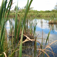 Cowbay Marsh