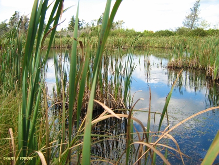 Cowbay Marsh - cowbay, daniel j towsey, danieltowsey