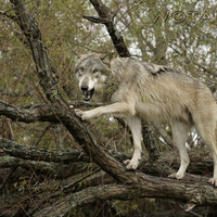 In a tree?