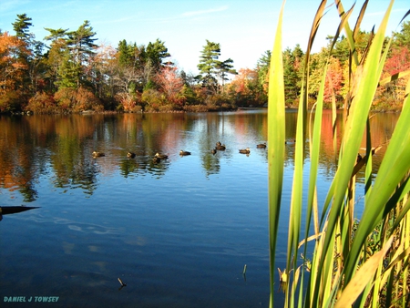 Fall Ducks - fall ducks, daniel j towsey, danieltowsey