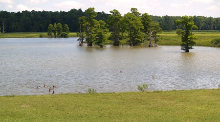 Geese On The Pond - geese, bird, birds, water, scenery, pond, serene, scenic, peaceful