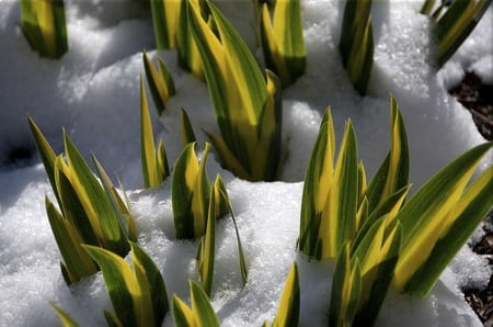 Surviving Plants - yellow, amazing, snow, survivor, survival, surviving, plants, seasons, nice, winter, beautiful, cool, icy, ice, frozen, white, nature, awesome, green, palmas