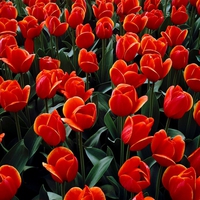 BED OF RED TULIPS