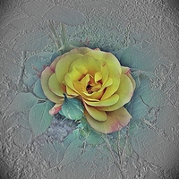 Yellow Rose