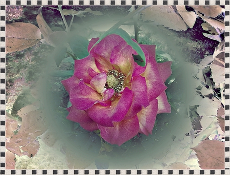 Pink Rose - rose, flower, pink, spring