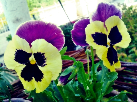 Colors Of Spring - bright, nature, pansy, photography, colorful, edit, flowers, spring