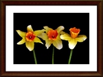 Daffodils In Oil