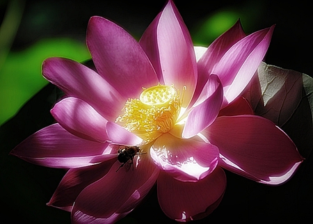 Pink Lotus - lotus, nature, spring, flower, pink