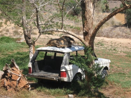 Siesta - park, safari, lion